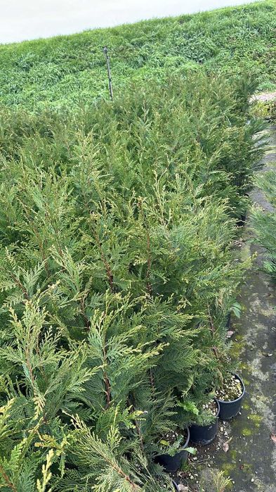 Leylandii 1-5 m | Gard Viu Verde Tot Timpul | Transport & Plantare