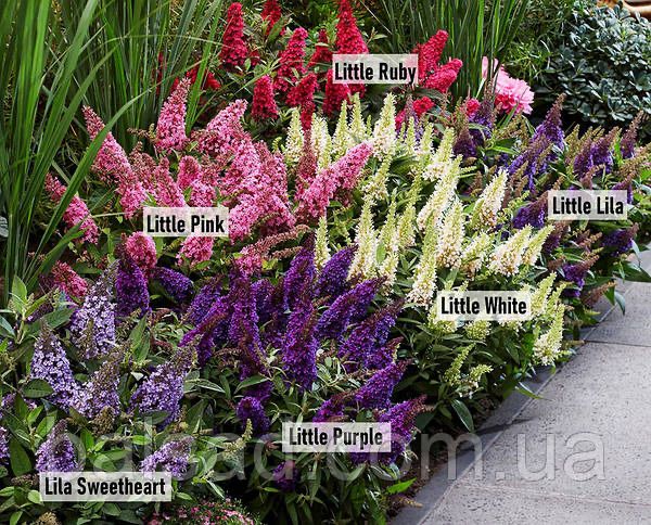 Будлея карликовая Канди Литл Руби