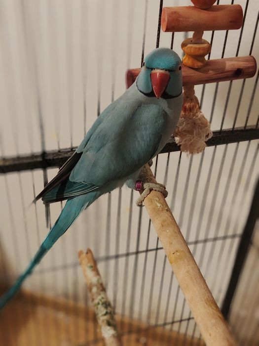 Vând papagal micul Alexandru albastru