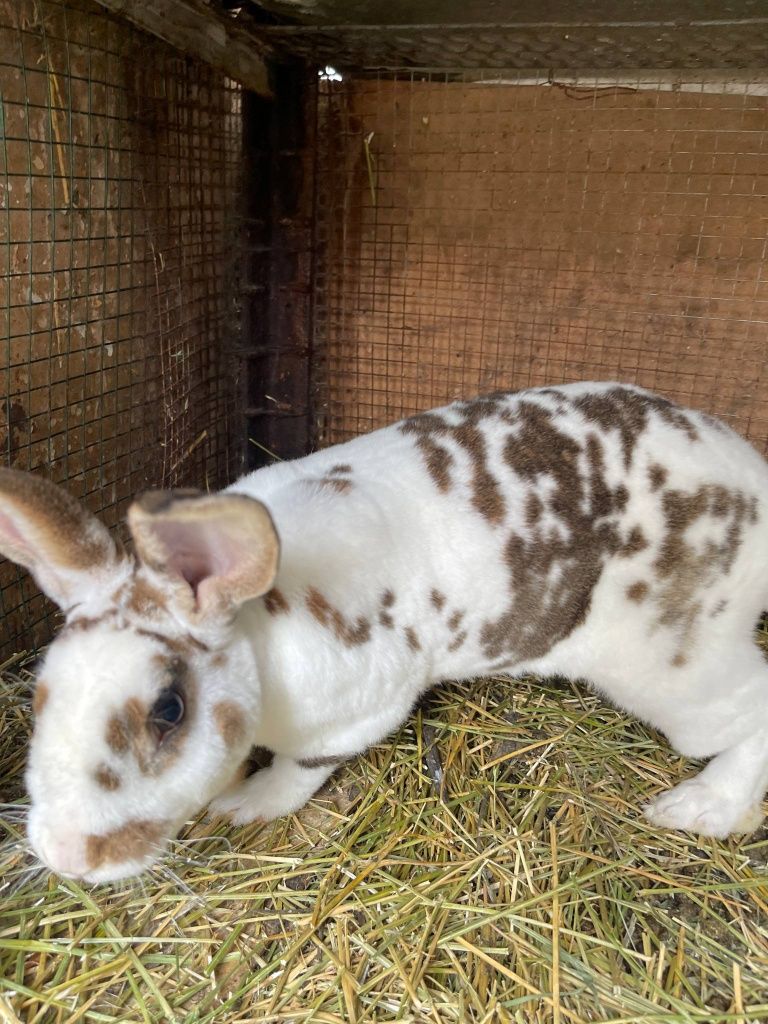Iepuri rex dalmatian