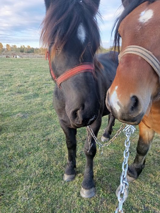 Vând iapa și mânji