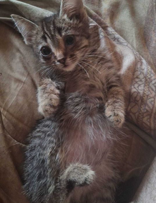 Отдам разных Котиков Хорошим и Добрым Людям