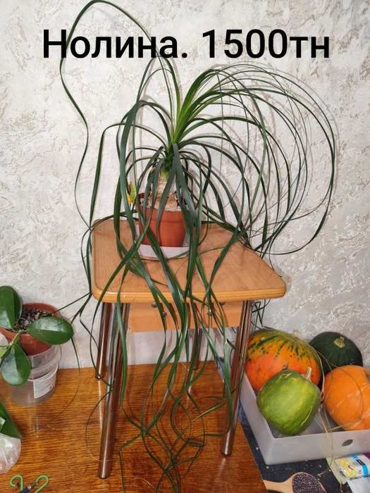 комнатные, декоративные, сортовые цветы