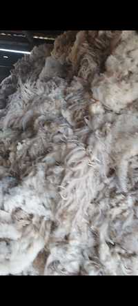 Vând  lână  țurcană  de  la  1500  oi
