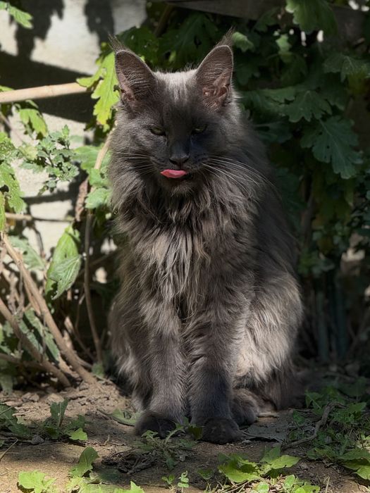Felisa acreditata Maine Coon - Pedigree
