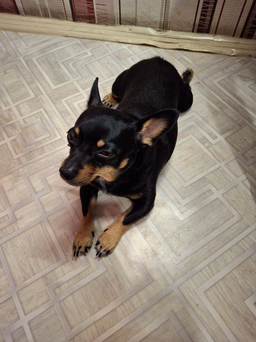 Ищем девочку для вязки.