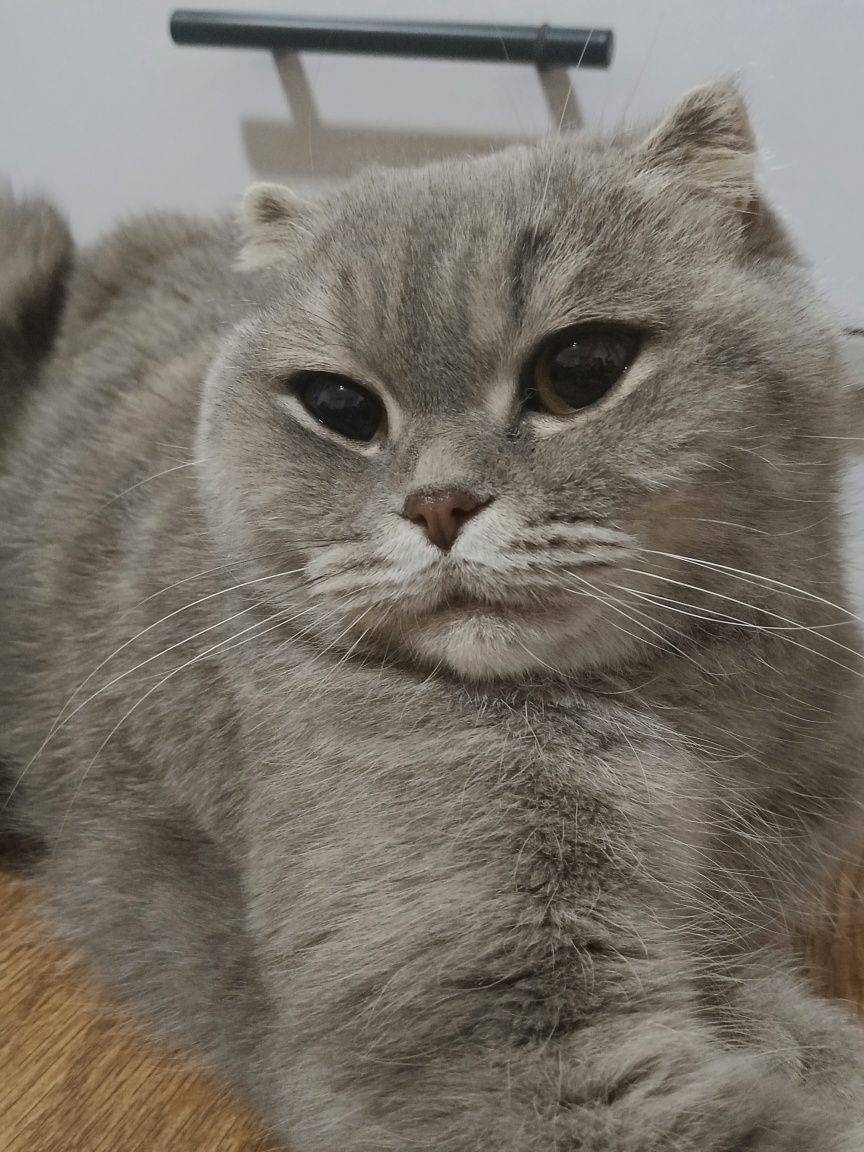 продам кошку породой Скоттиш фолд