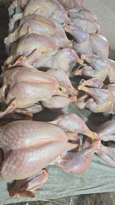 Срочно домашняя свежее мясо индейки