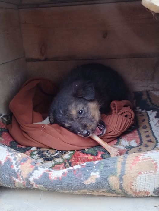 Отдам в добрые руки смешного щенка.