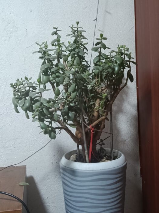 Продам денежное дерево