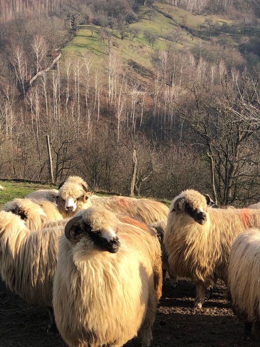 Vând 20 de oi tinere