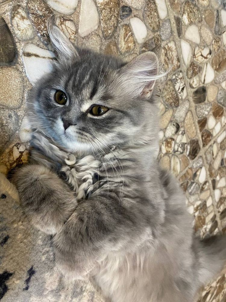 Вислоухая кошка