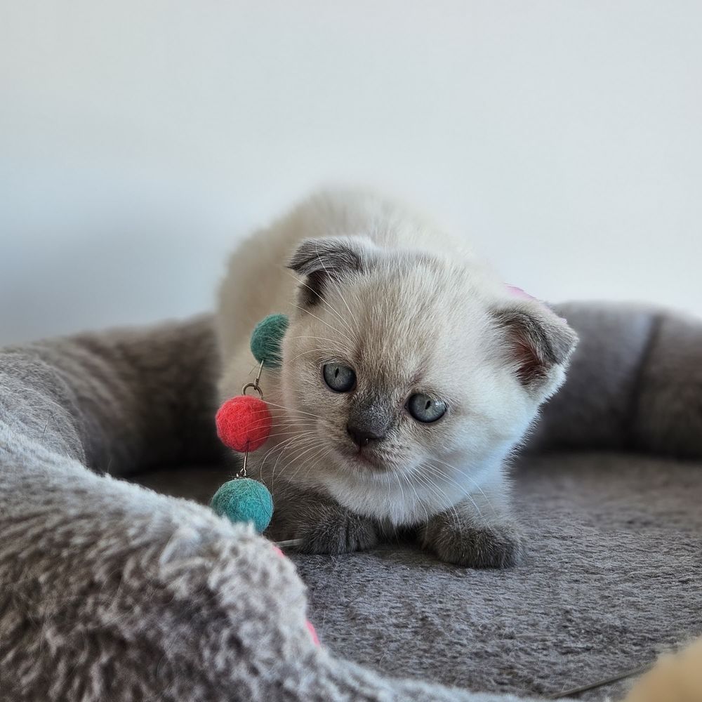 Fetiță Scottish Fold White Color Point