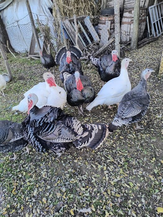 Vând curcani crescuți național