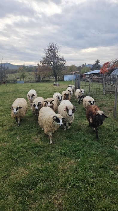 Vând miei berbecuți și miele