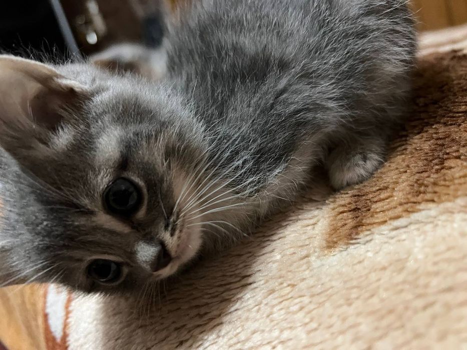 Мушуклар сотилади