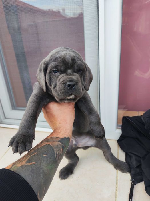 Кане Корсо кутрета cane corso