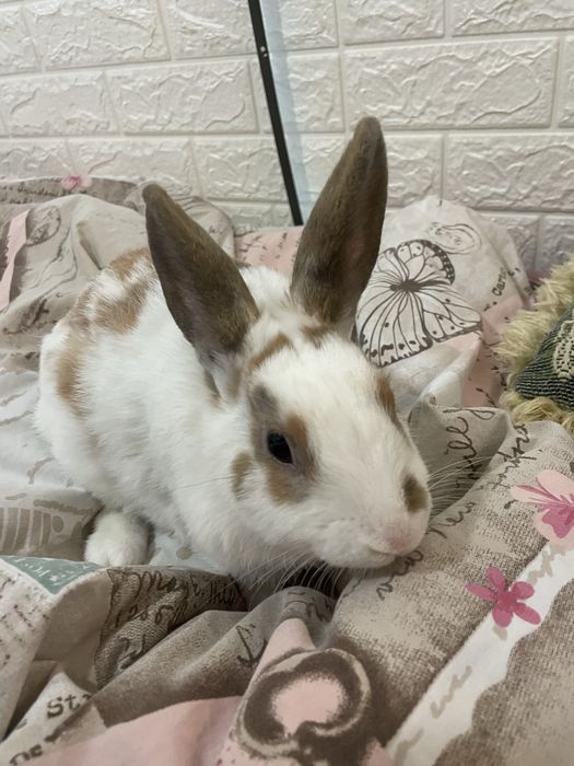 Декоративен заек