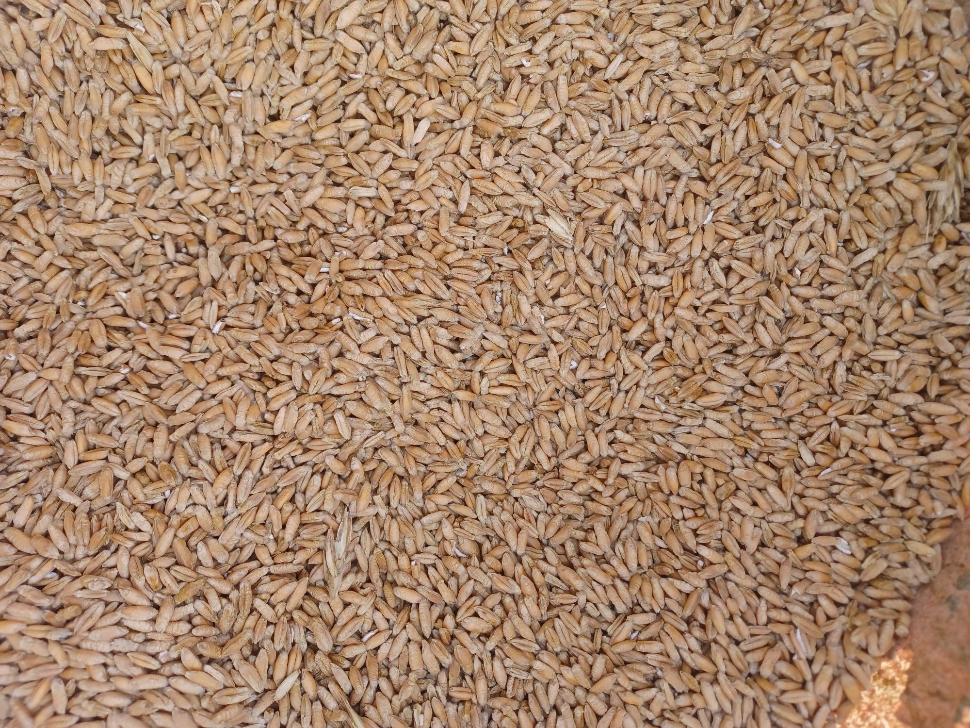 Vînd grîu , porumb , orz si triticale