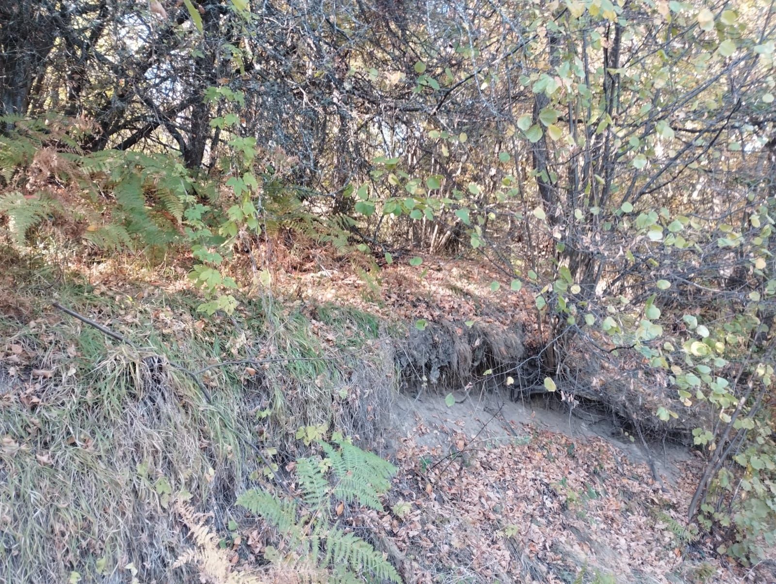 Поземлен имот село Дедово, общ. Родопи