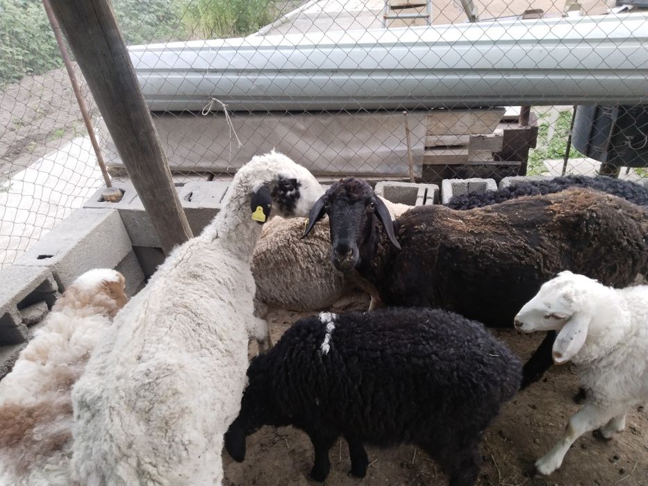 Продам баранов и ягнат  стоят на откорме дома,жирные барвны