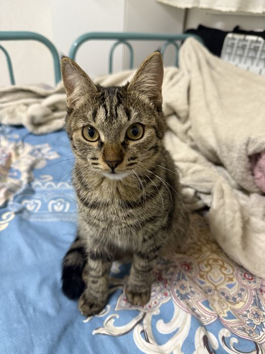 Отдам котёнка-девочку в добрые руки!