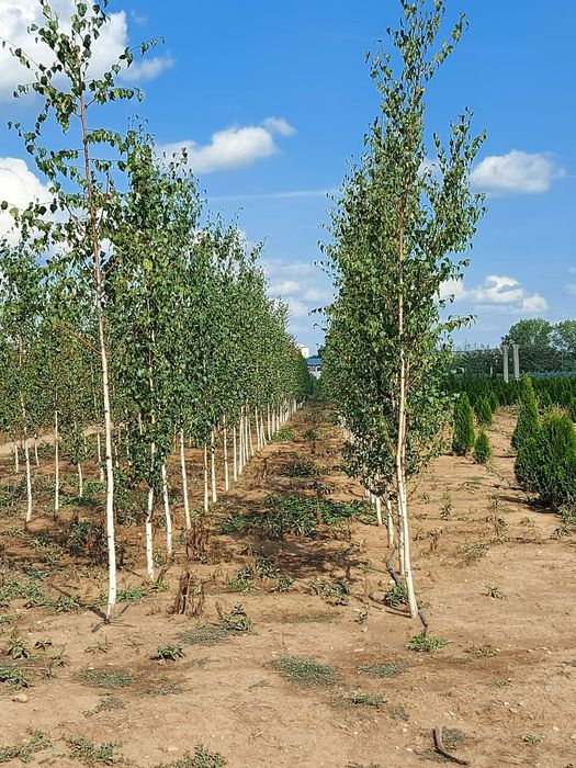 Copaci ornamentali Tei-Mesteacan-Platan-Artar-Paltin-Stejar-Frasin