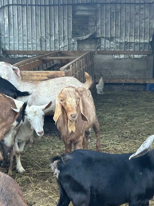 Vand Tap anglo nubian sau schimb cu oaie