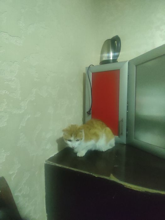 Skoch mushu sotiladi