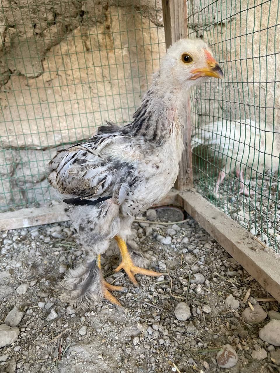 Соглом жужалар хонаки