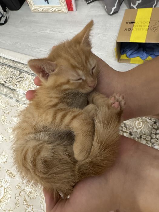 Котенок 1,5 месяцев