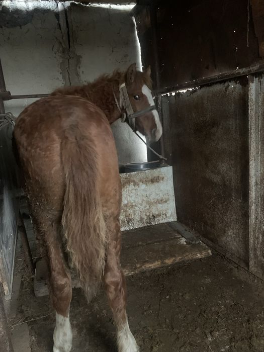 Продам тай Мартовский. Жеребчик  жирный.