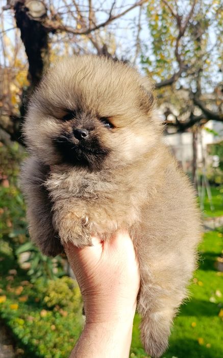 Померан, мини померан