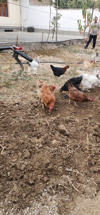 Brama tovuqlar va oddiylari sotiladi tovuqlar tuxumda narxlari har xil