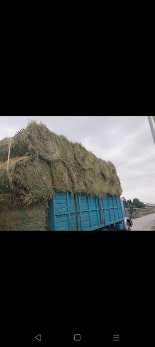 Сено люцерна жоношка урлон сатамын свежый укос жоношка люцерна сатамын