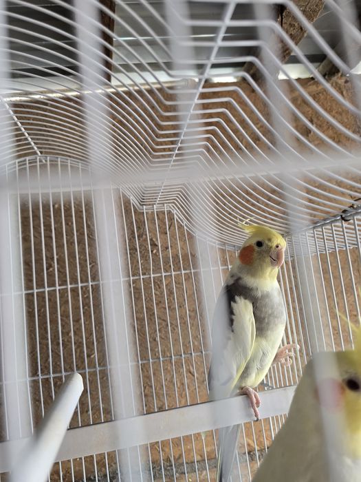 Papagal mascul nimfa