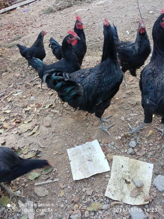 Qora Shahzoda Xo'roz