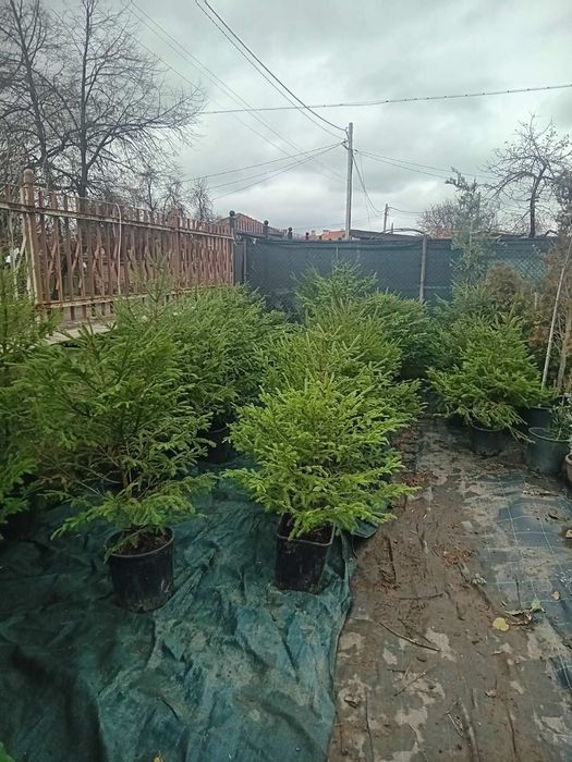 Продавам живи саксий с елхи коренната система 2 годишна която ще за