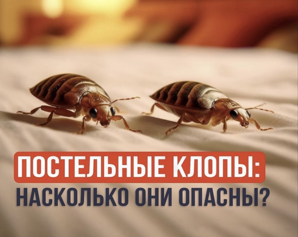 Chistodez.uz — профессиональная дезинсекция дезинфекция в Узбекистане