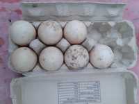 Vând ouă de rață mută pentru incubat