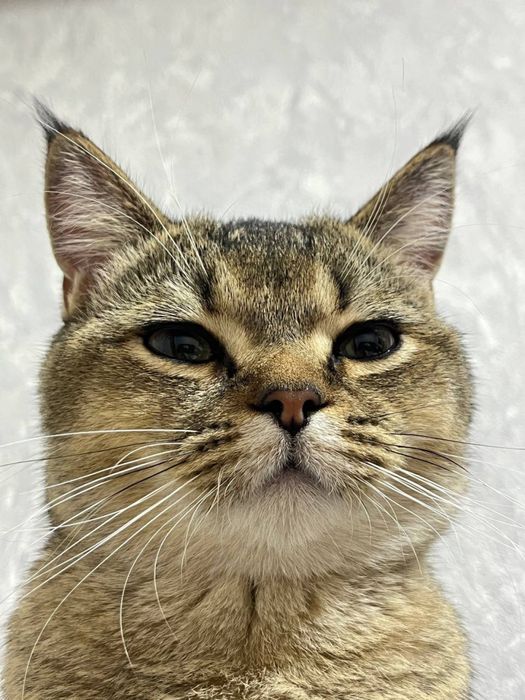 Вязка кота с кошечкой