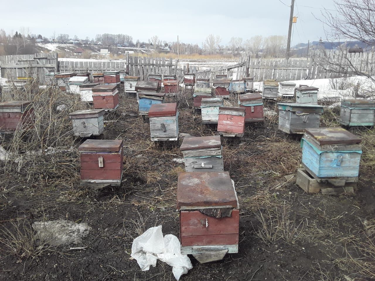 Продам пасеку пчелосемьи