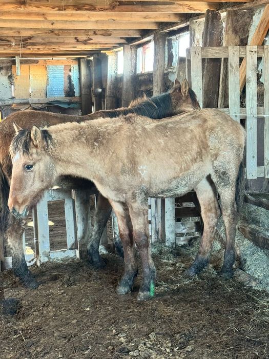 Жабагылар сатылад