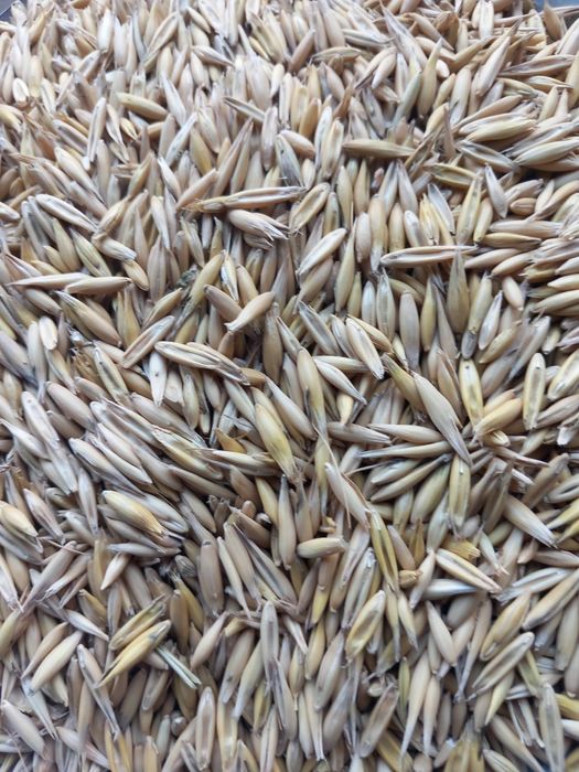 Vand ovaz la 2lei kg