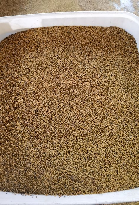 Люцерново семе сорт Плевен 6.