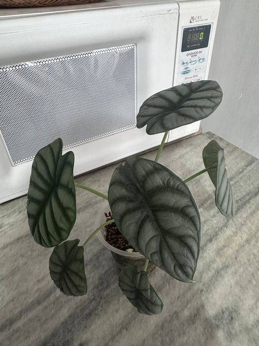 Продаётся алоказия Сильвер Драгон