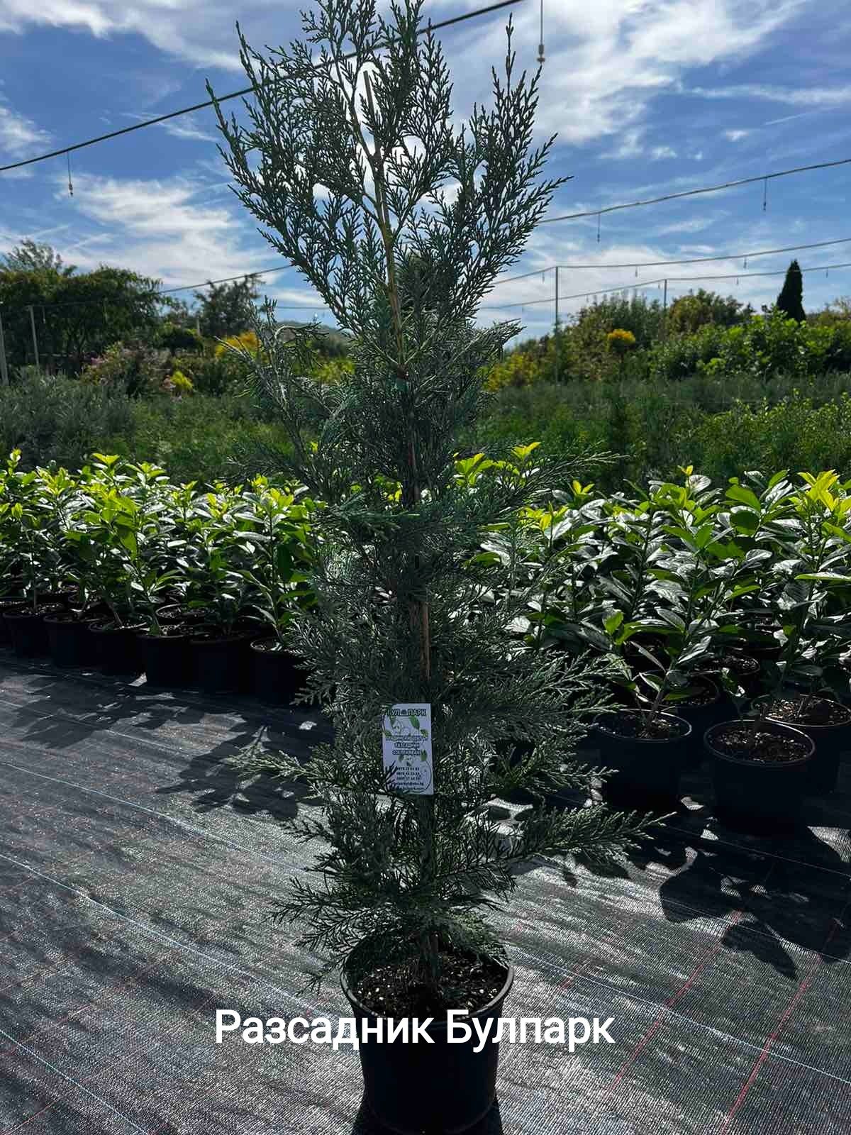 Кипарис Лейланди  (Cupressocyparis leylandii )