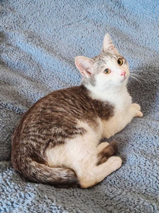 Котёнок 6 месяцев, мальчик