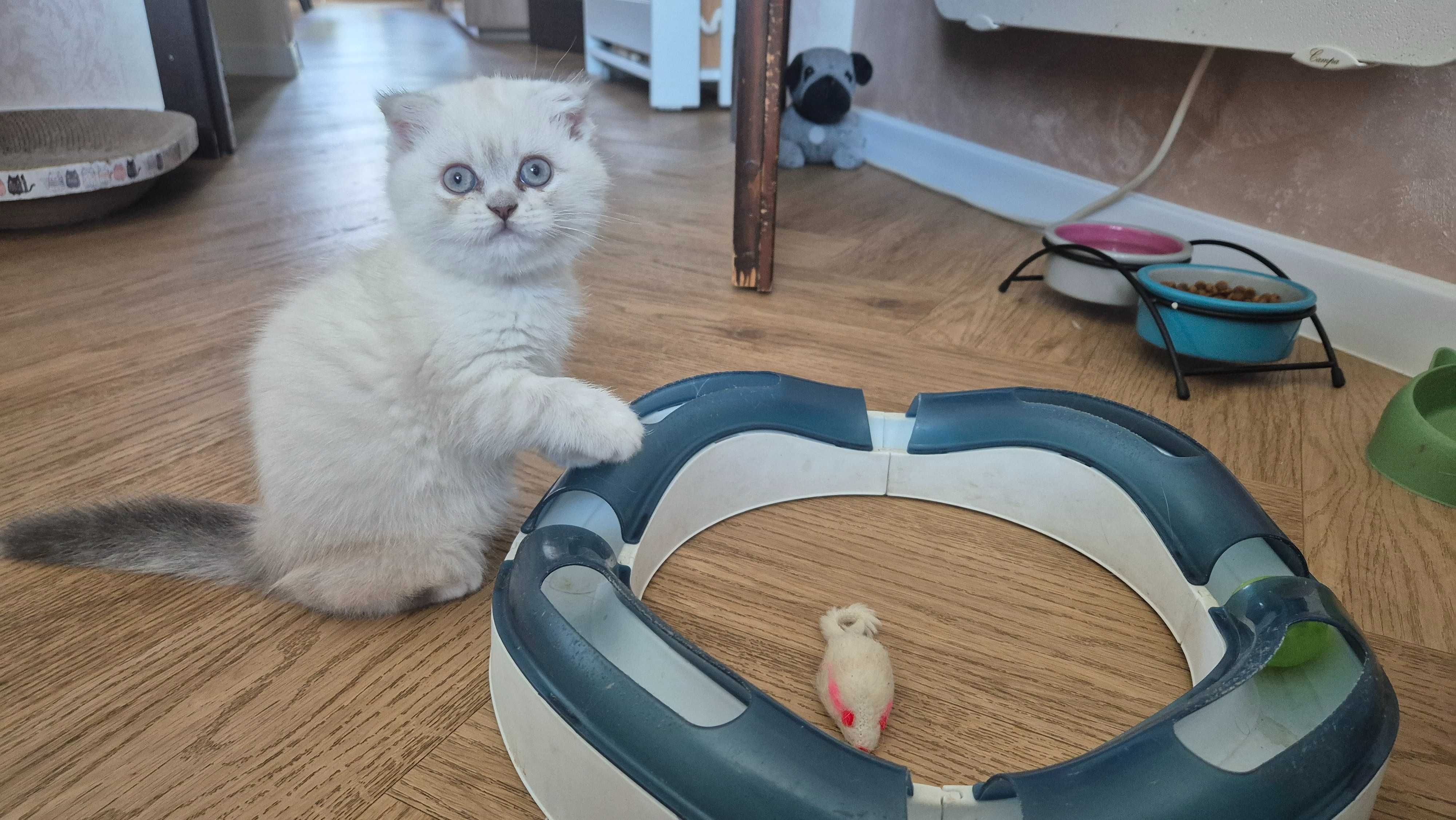 Клепоухо британско коте