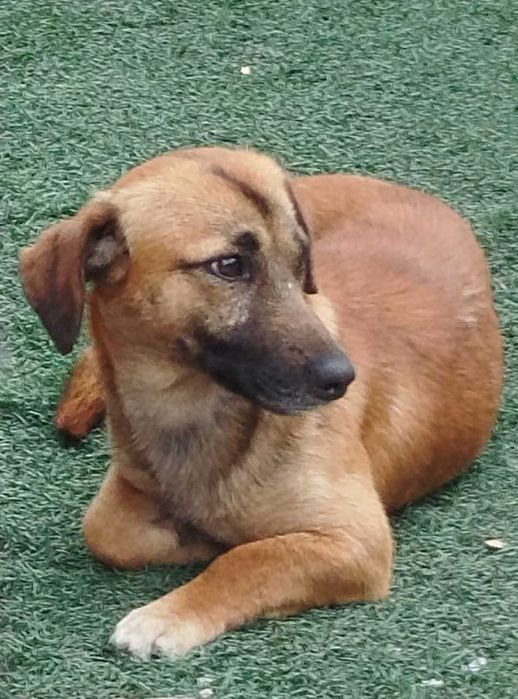 Отдам дворнягу маленького роста